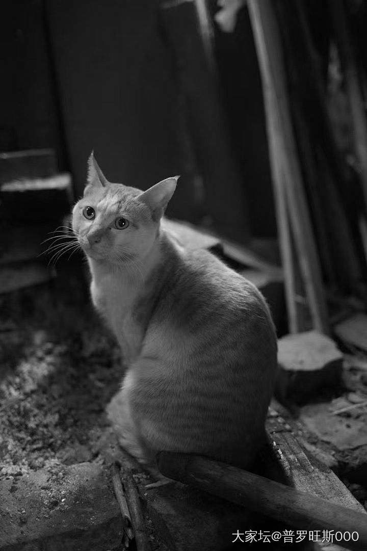 狗狗和猫猫_宠物