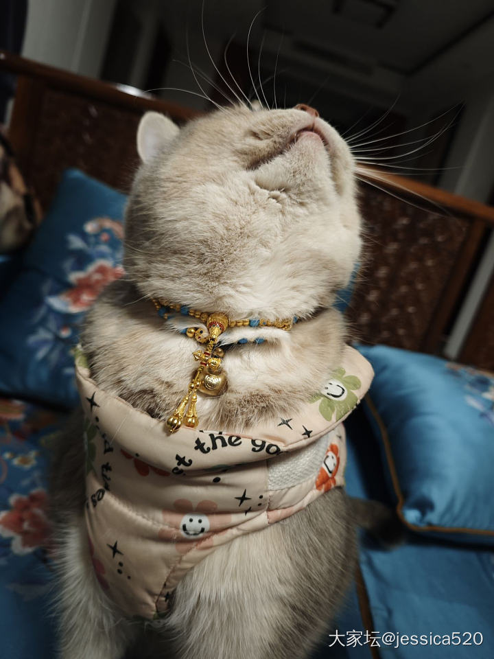 麻麻让我穿金戴银_猫