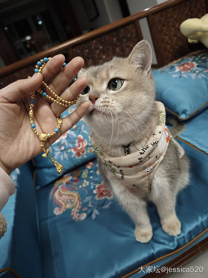 麻麻让我穿金戴银_猫