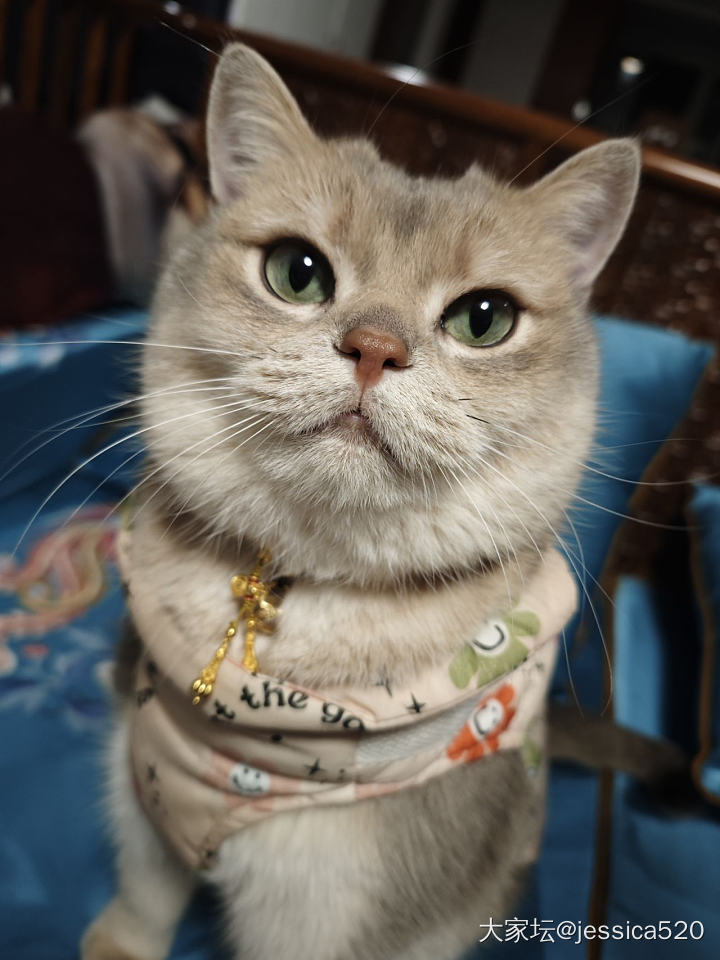 麻麻让我穿金戴银_猫