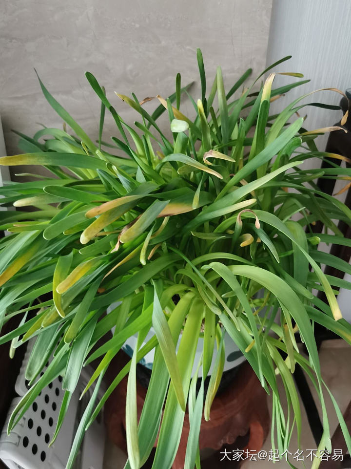 像极了韭菜_植物