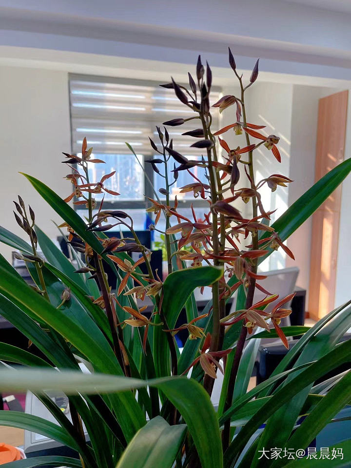 姐妹们，你们办公桌都养的什么绿植啊？_植物