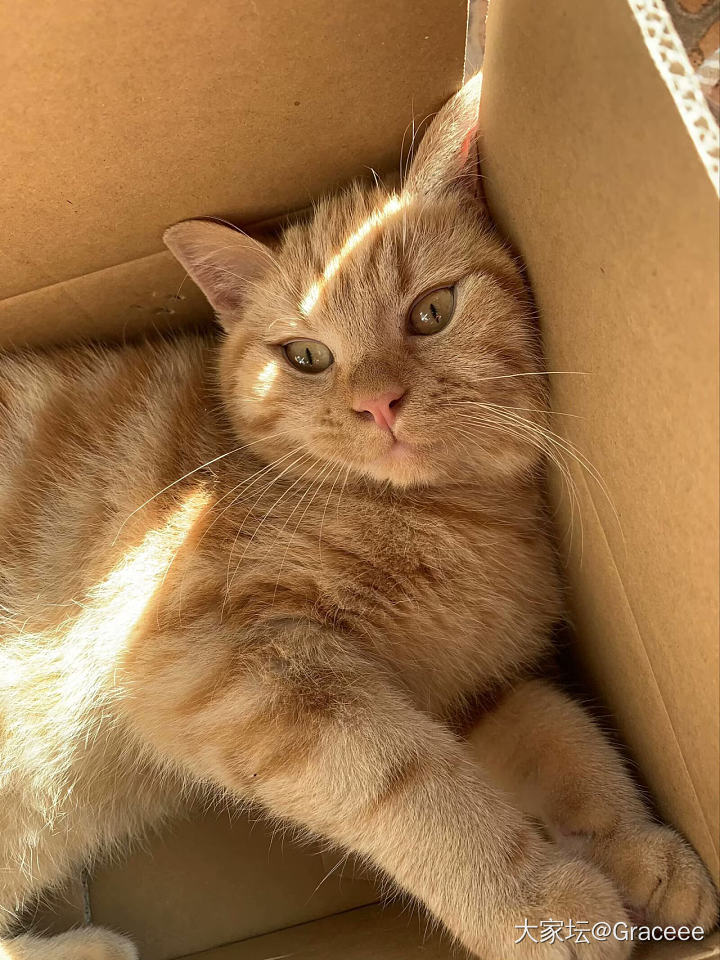 秀个猫～_猫