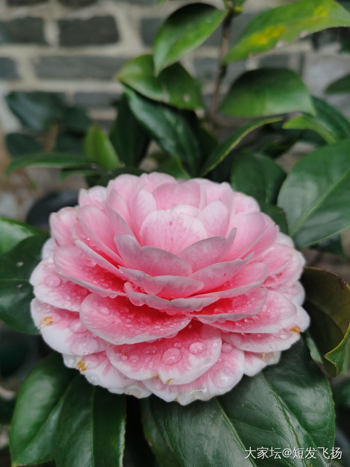 屋顶种的茶花，又开了_花