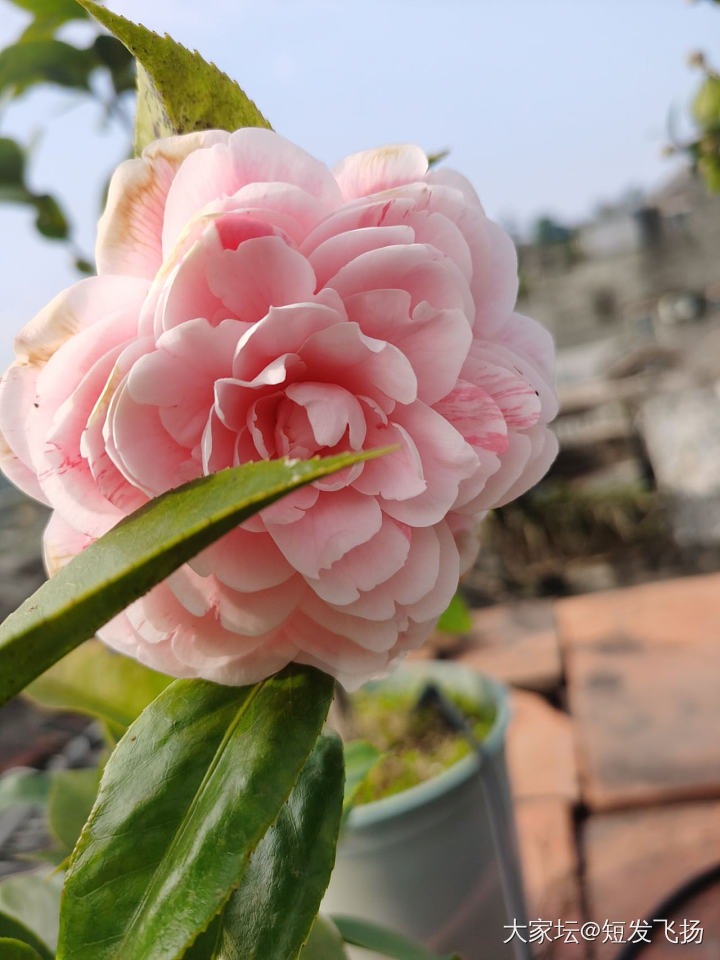 屋顶种的茶花，又开了_花