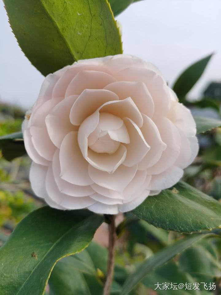屋顶种的茶花，又开了_花