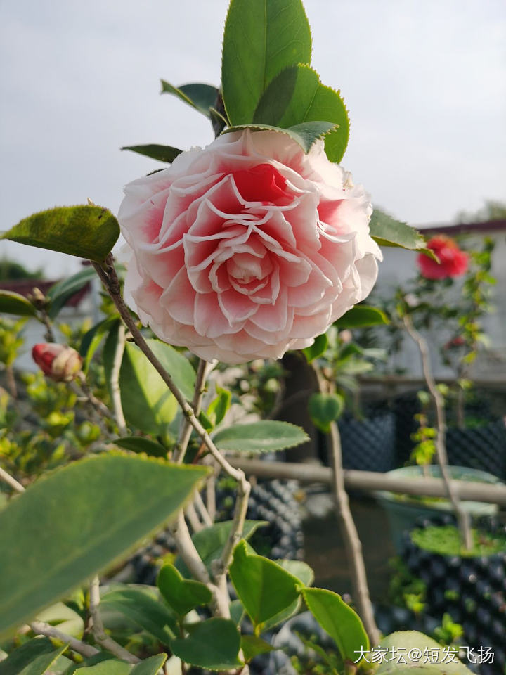 屋顶种的茶花，又开了_花