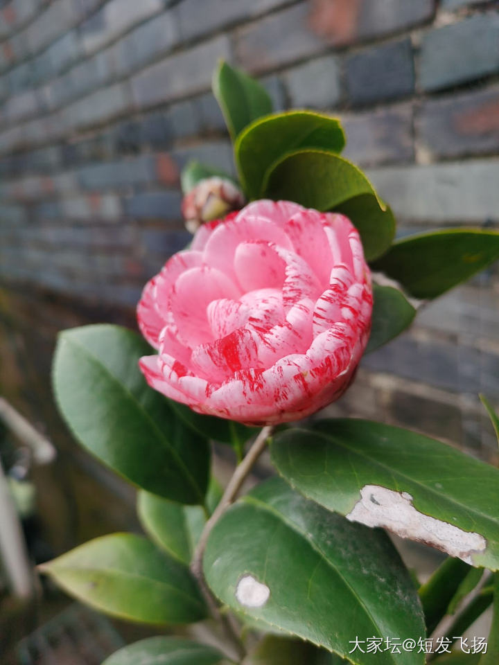 屋顶种的茶花，又开了_花