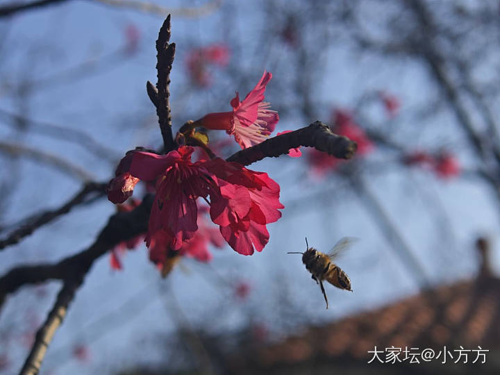 屋顶种的茶花，又开了_花