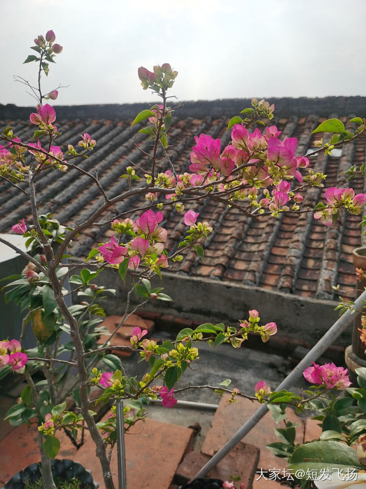 屋顶种的茶花，又开了_花