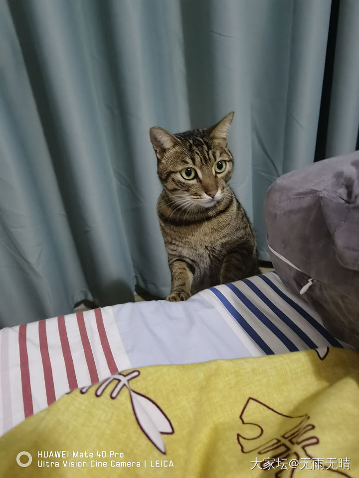元宵节，除了吃汤圆，还能干些啥？_猫