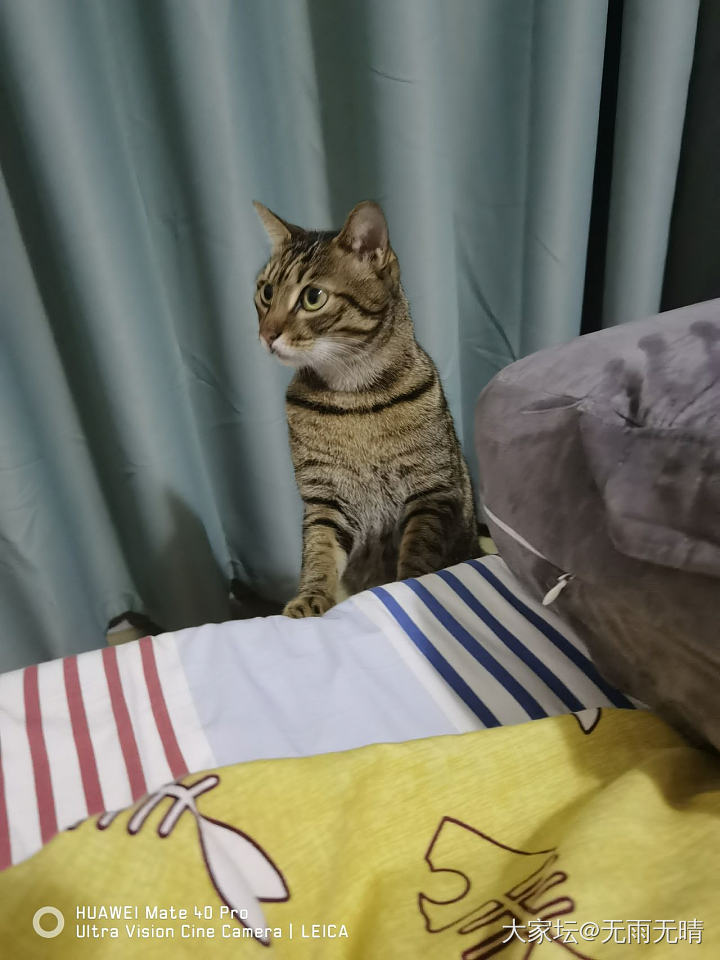 元宵节，除了吃汤圆，还能干些啥？_猫