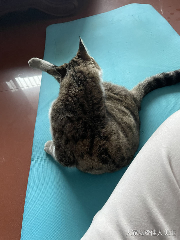 元宵节，除了吃汤圆，还能干些啥？_猫