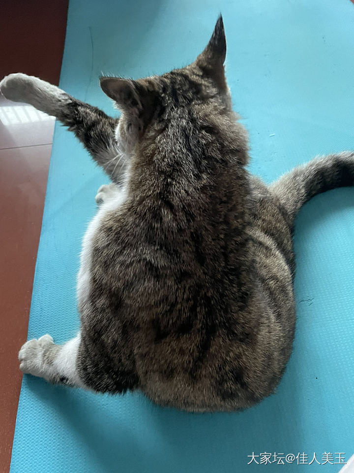 元宵节，除了吃汤圆，还能干些啥？_猫