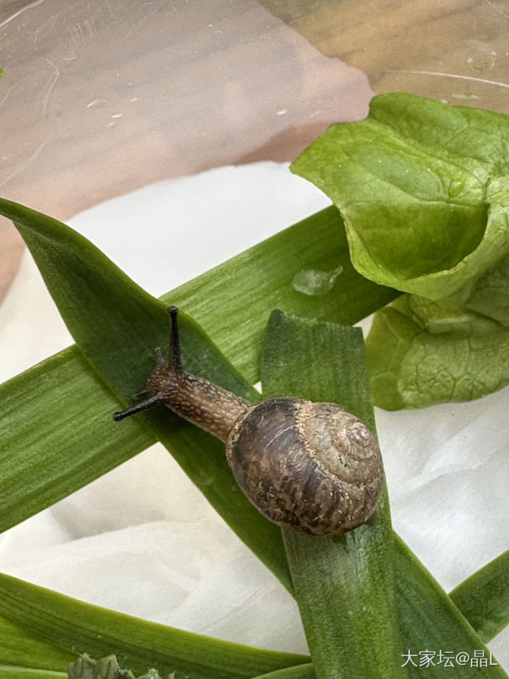 这两天勤快动手包饺子，买韭菜带回来一只🐌，外面零下好几度，那就养着吧_美食