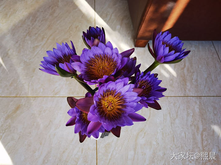 春节期间买的，当时还担心花苞不能开花，一共养了10几天，还不错，很好看！_花