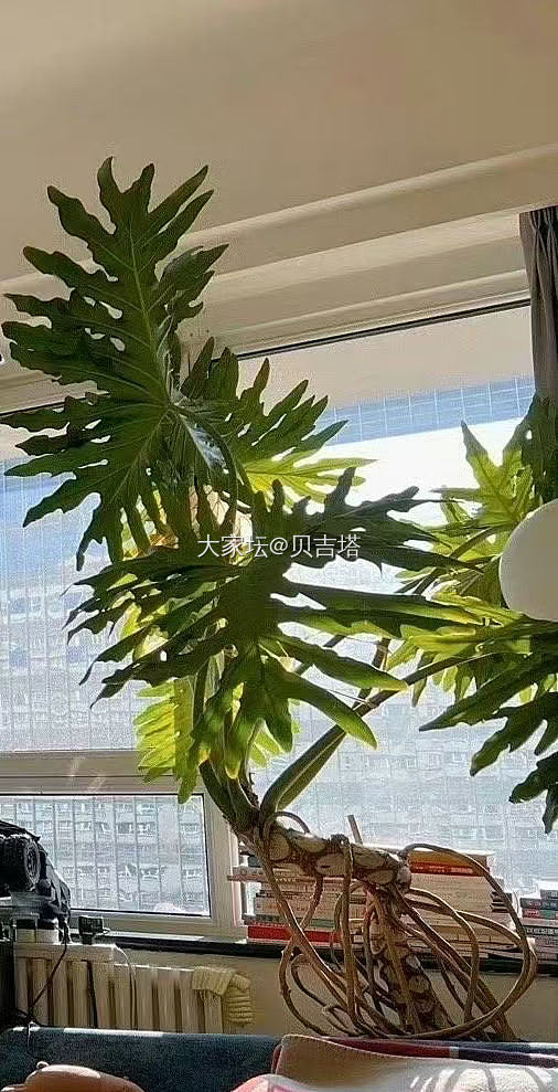 想买一盆老桩的龙鳞春羽_植物