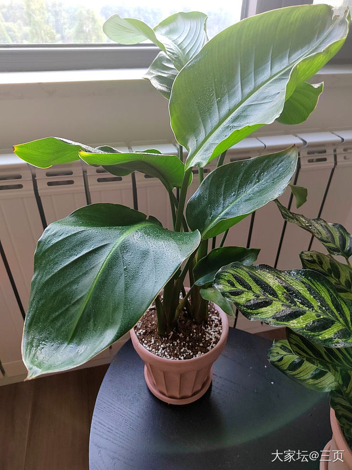 三年前后_植物