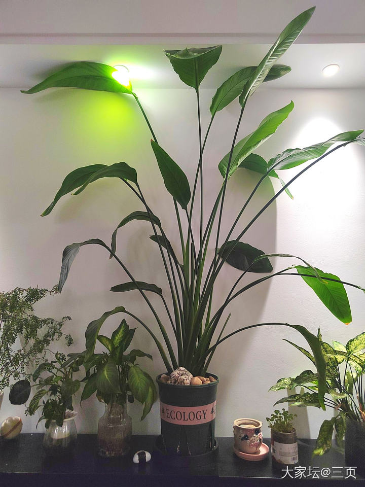 三年前后_植物