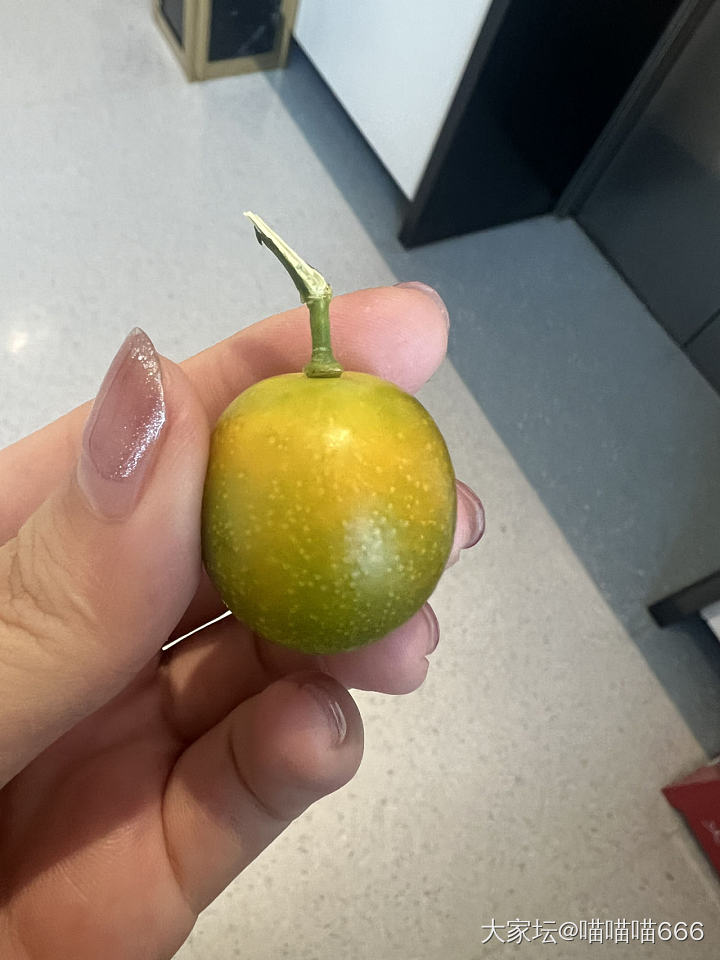 唯一的果实_植物