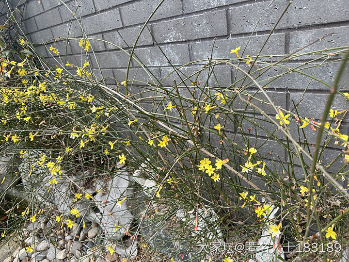 早春好_植物穿搭