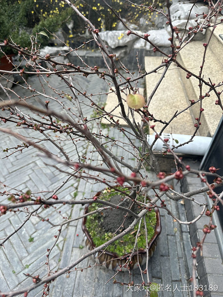 早春好_植物穿搭