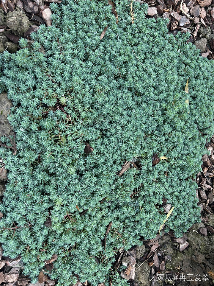 春的气息_植物
