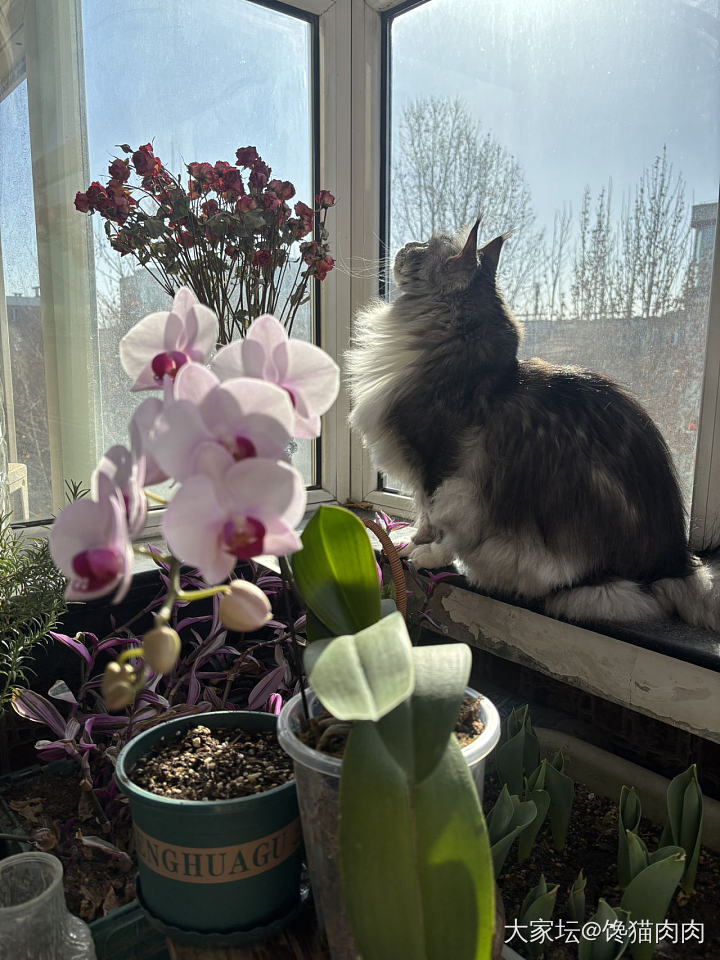 蝴蝶兰真的好美_花