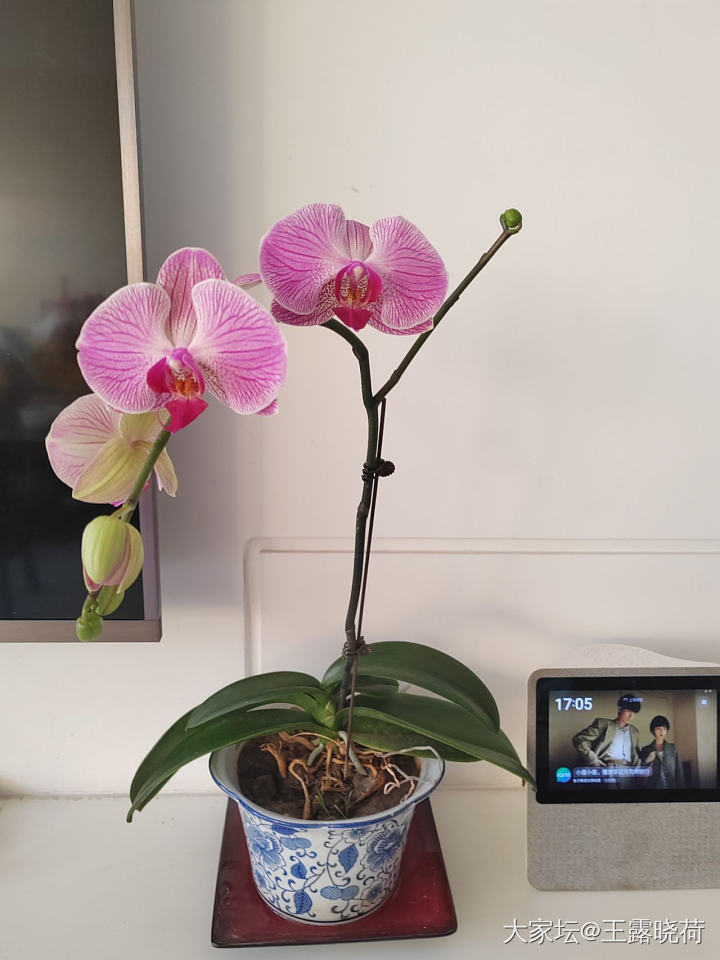 蝴蝶兰真的好美_花