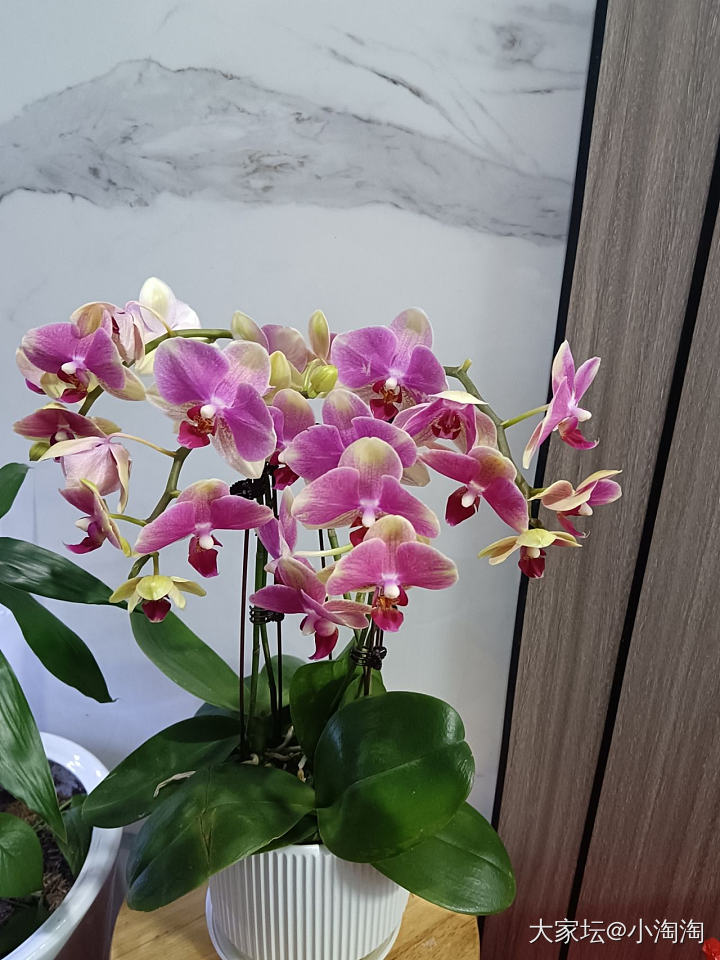 蝴蝶兰真的好美_花