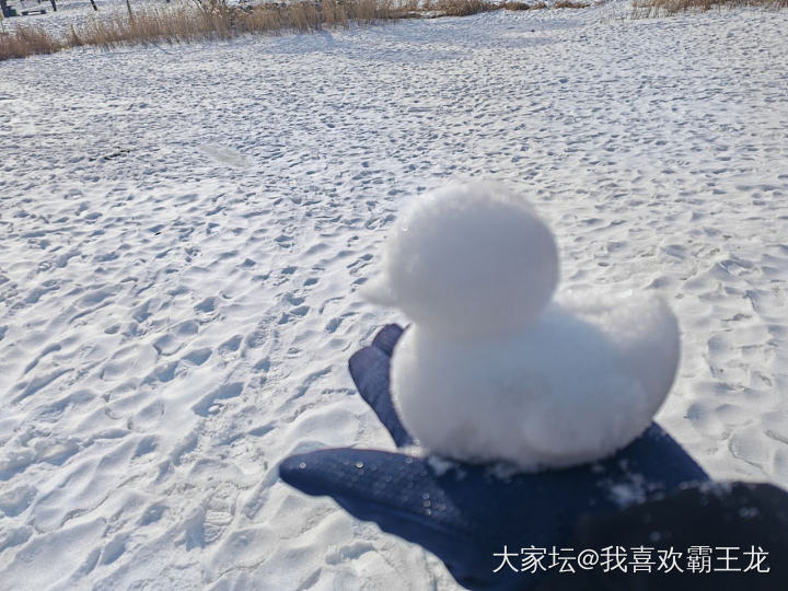 在尔滨闲逛的最后一天，明天回家咯_旅游闲聊