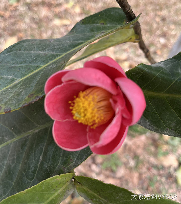 山茶花盛开的季节_花