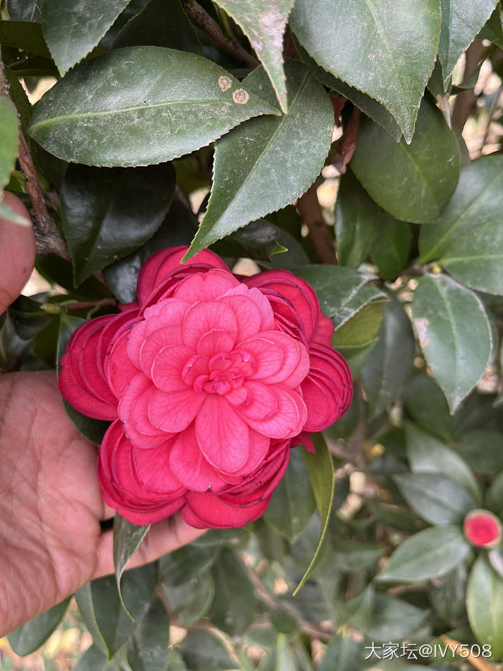 山茶花盛开的季节_花