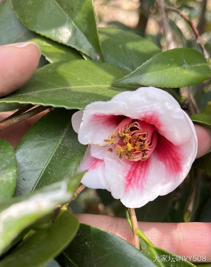 山茶花盛开的季节_花