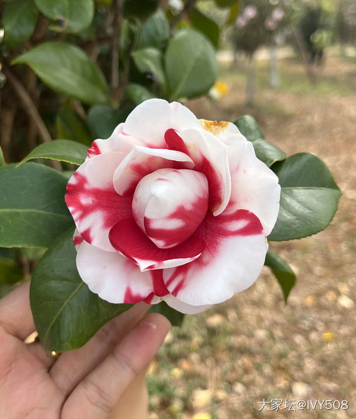 山茶花盛开的季节_花