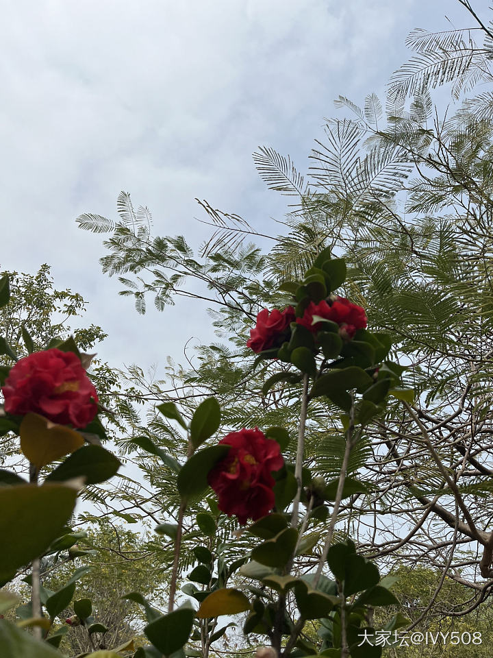 山茶花盛开的季节_花