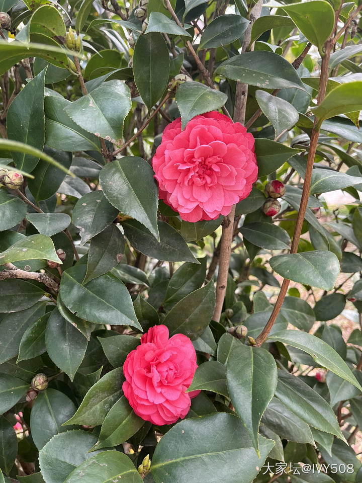 山茶花盛开的季节_花