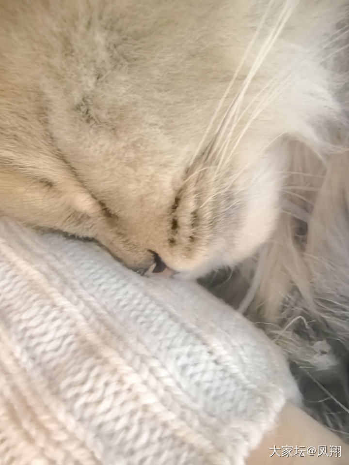 猜猜我是谁_猫