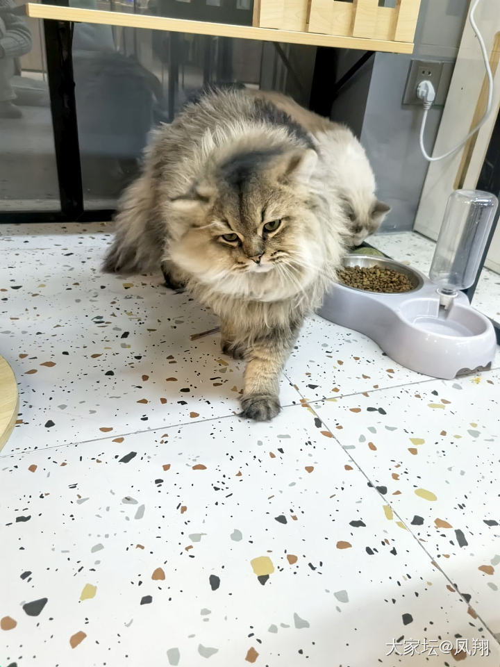 猜猜我是谁_猫