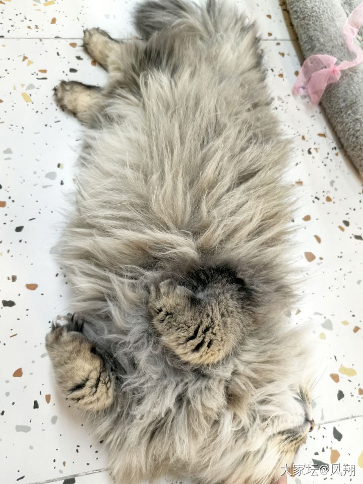 猜猜我是谁_猫