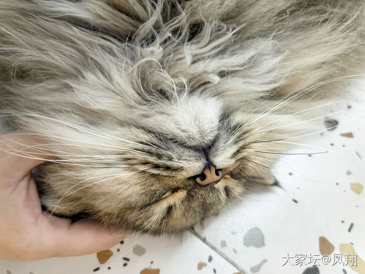 猜猜我是谁_猫