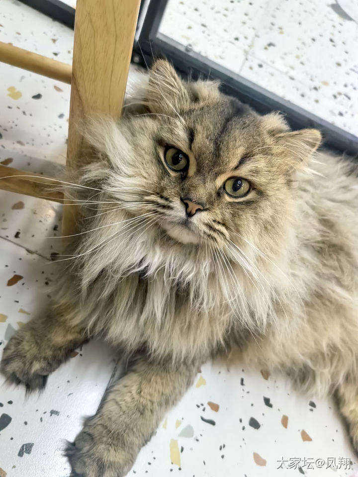猜猜我是谁_猫