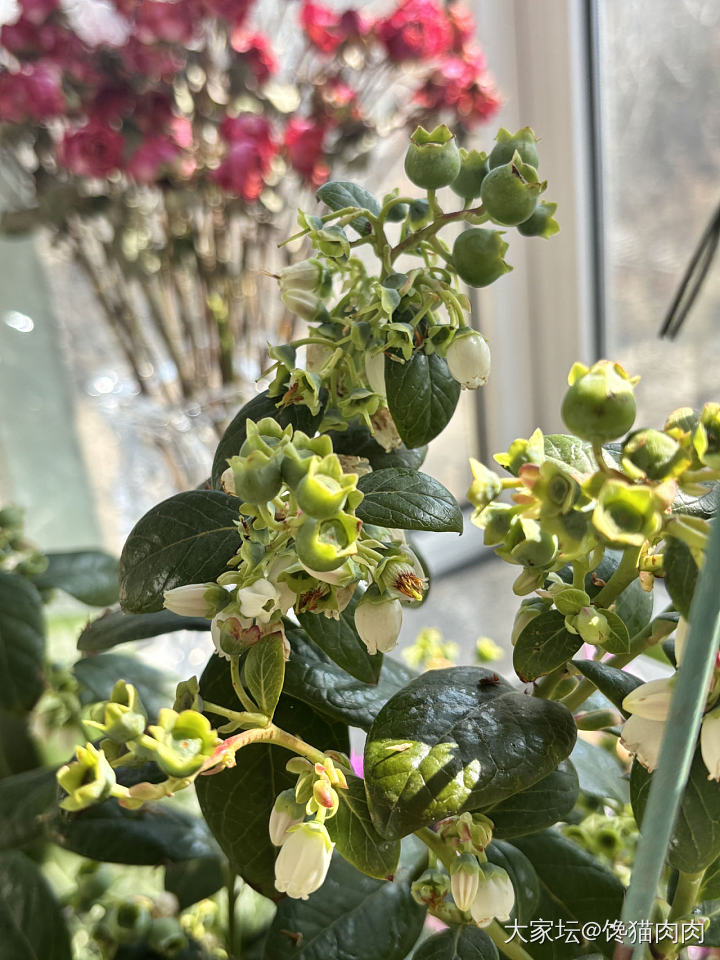 雨水啦雨水啦_花