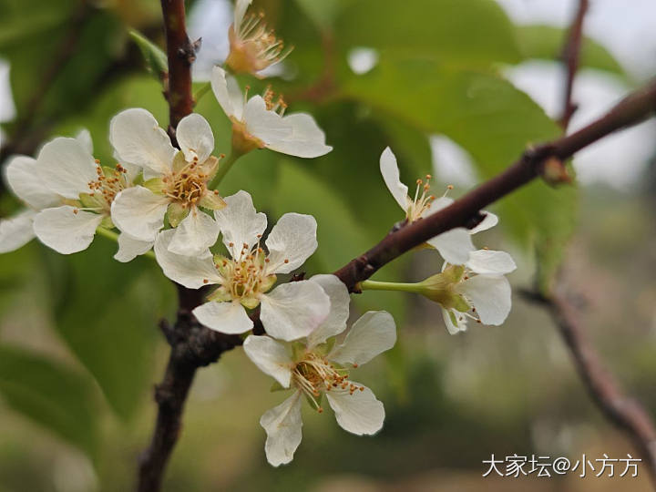 春回大地_花