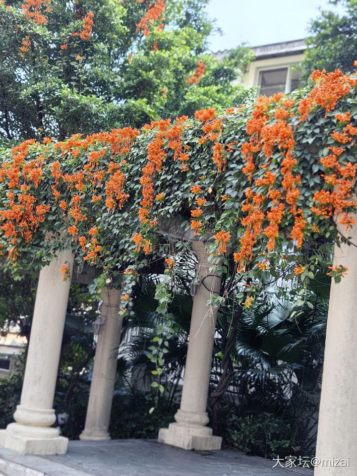 春回大地_花