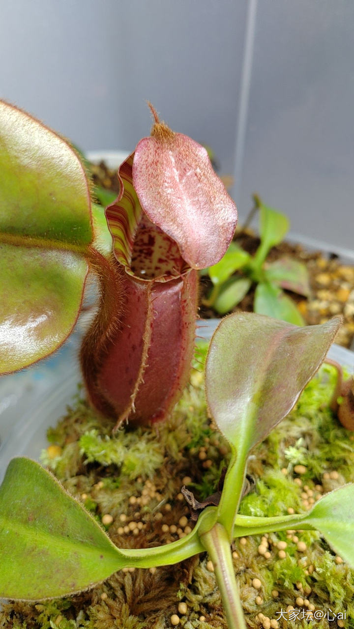 几千元一棵的植物_植物