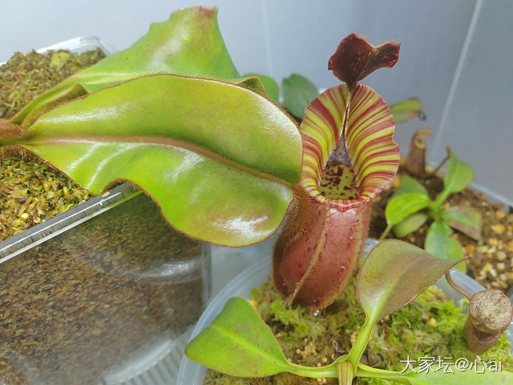 几千元一棵的植物_植物