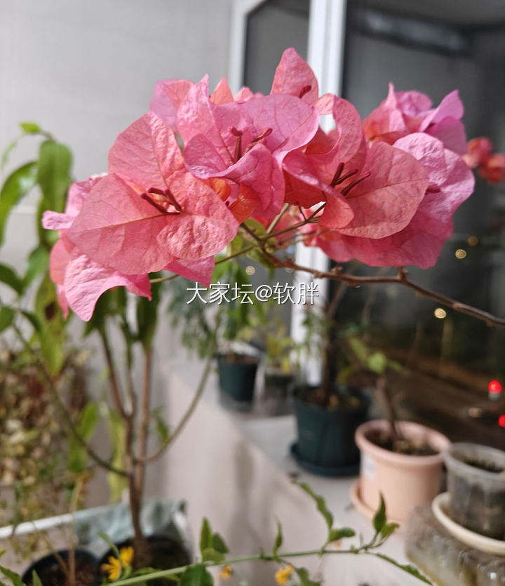 升级升级_花