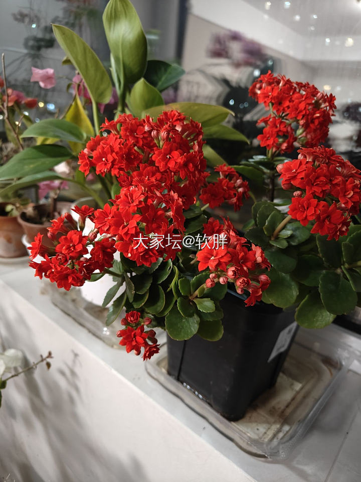 升级升级_花