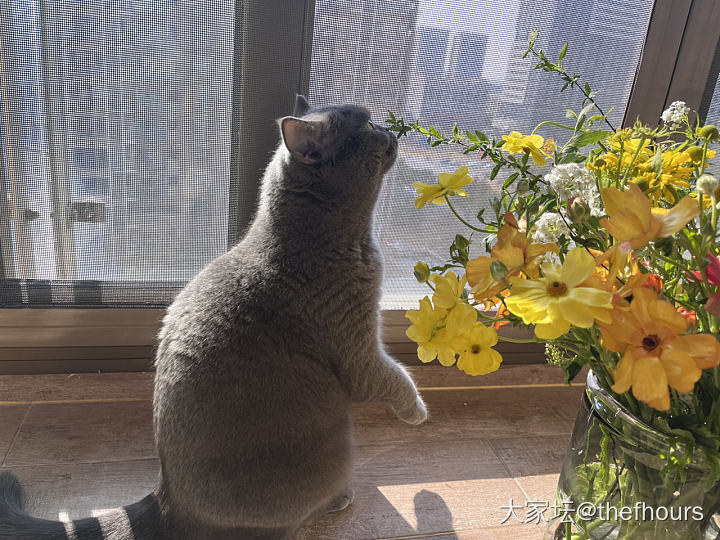 出差一周，想念家里的呆呆猫了_猫